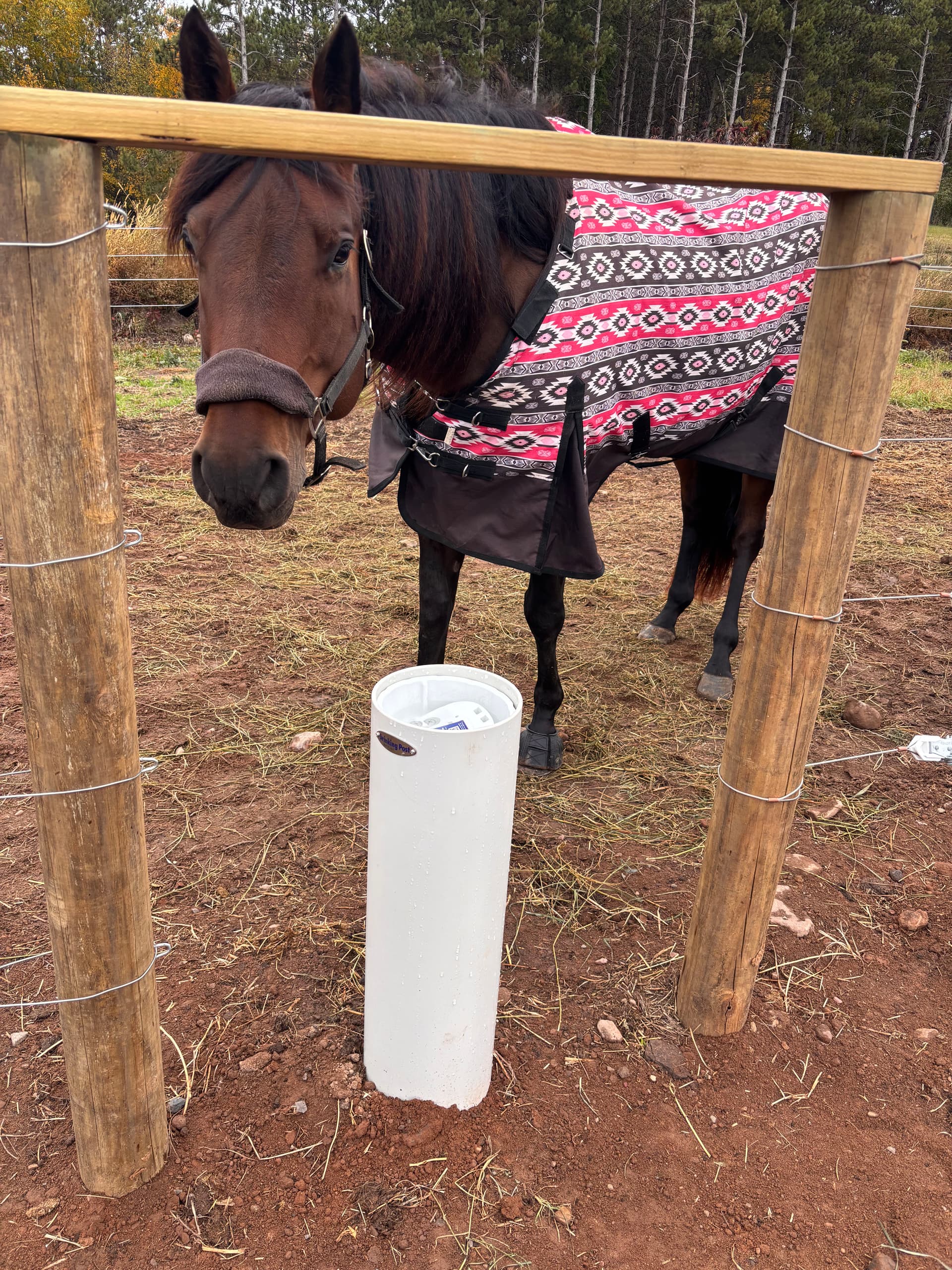 Ensure Your Horse's Hydration This Winter With Our Expertise image
