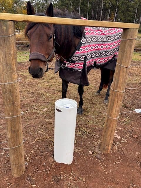 Gallery photos for Enhanced Horse Hydration in Hugo MN: Image #1