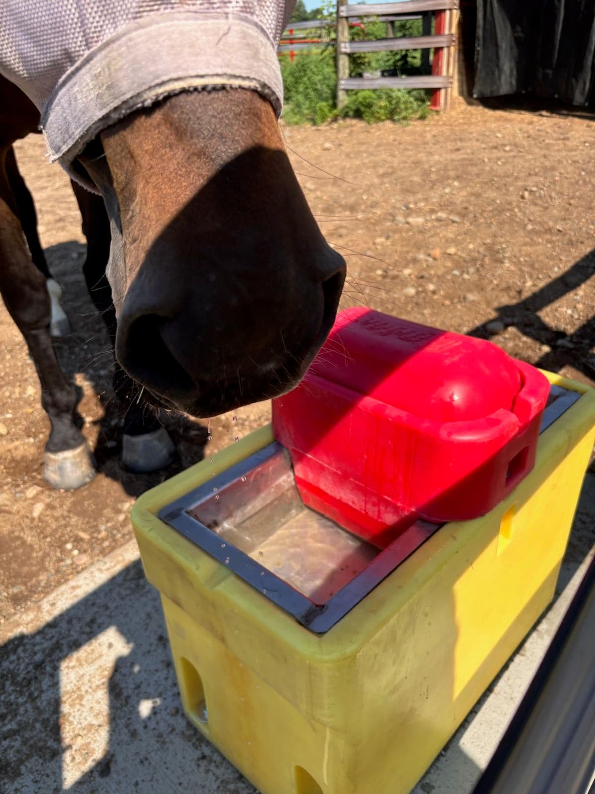 Enhance Your Farm with Reliable Horse Waterers image