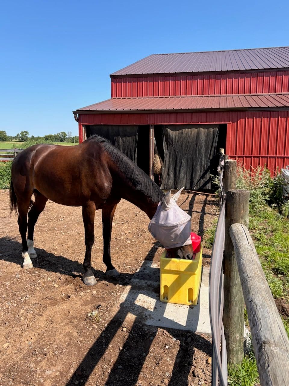 Gallery photos for Enhance Your Farm with Reliable Horse Waterers: Image #1